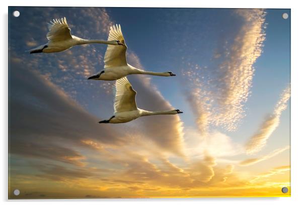 Swans in Evening Flight Acrylic by Matt Johnston