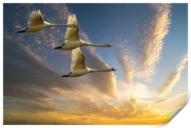 Swans in Evening Flight Print by Matt Johnston