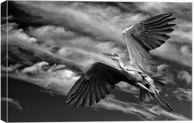 Grey Heron in Flight Canvas Print by Matt Johnston