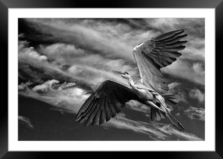Grey Heron in Flight Framed Mounted Print by Matt Johnston