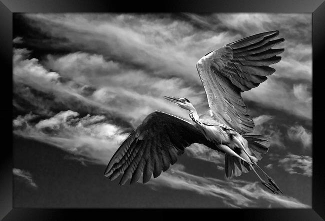 Grey Heron in Flight Framed Print by Matt Johnston