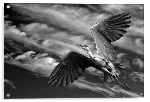 Grey Heron in Flight Acrylic by Matt Johnston
