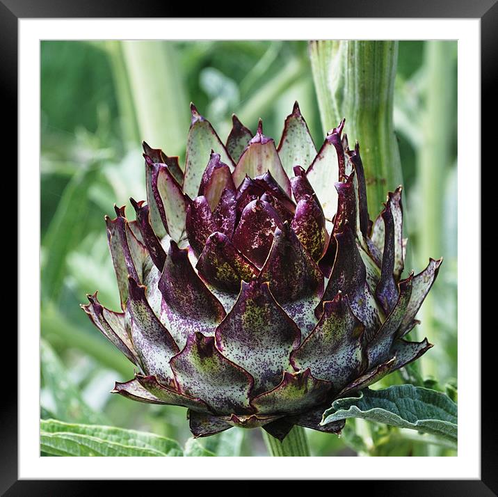 Artichoke Framed Mounted Print by Alexia Miles