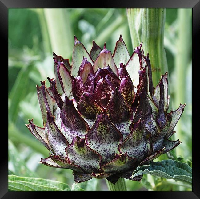 Artichoke Framed Print by Alexia Miles