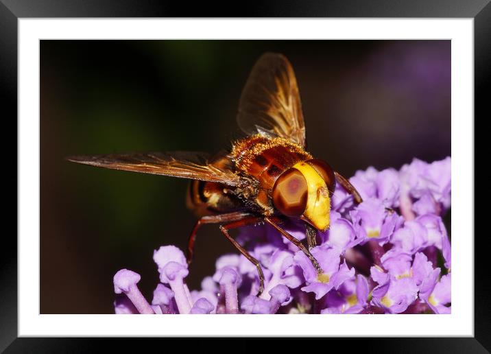 Hornet Mimic Fly Framed Mounted Print by JC studios LRPS ARPS