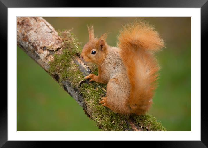 Red Squirrel on Branch Framed Mounted Print by Matt Johnston