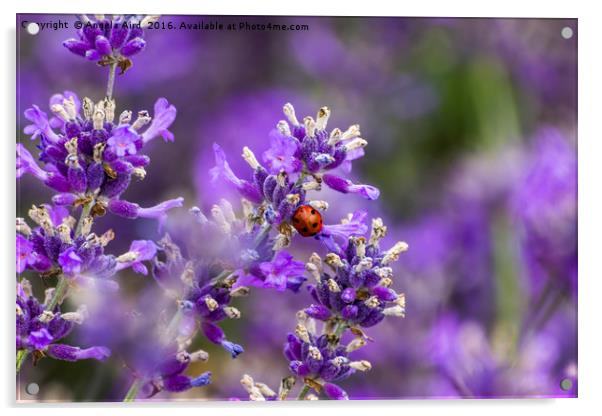 Ladybug on Lavender Acrylic by Angela Aird