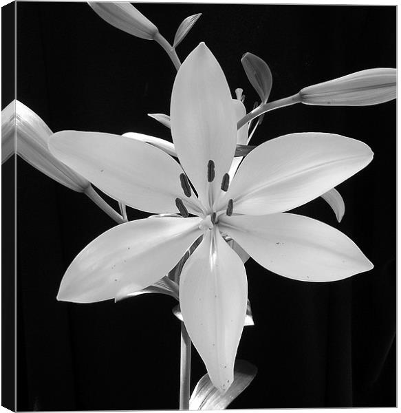Conneticut King Lily  in B&W Canvas Print by Donna Collett
