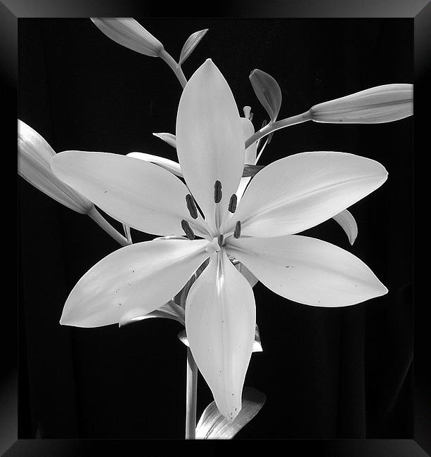 Conneticut King Lily  in B&W Framed Print by Donna Collett