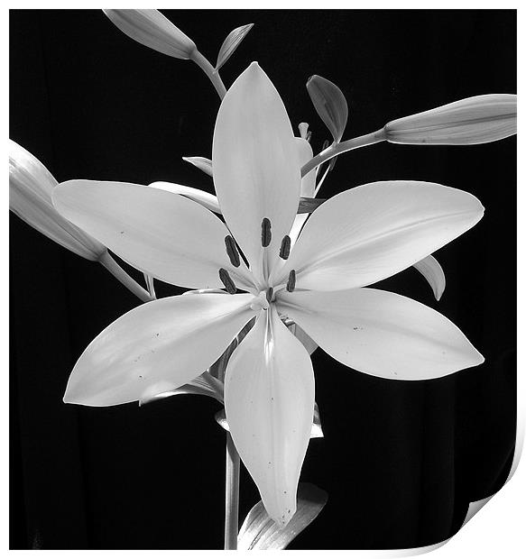 Conneticut King Lily  in B&W Print by Donna Collett