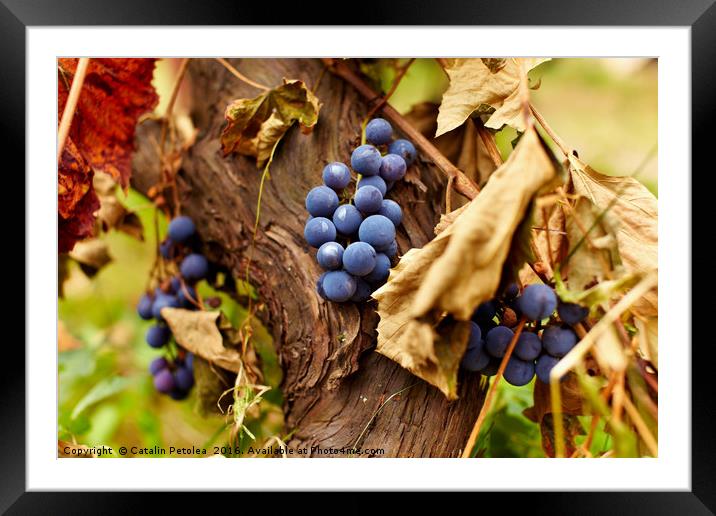 Blue grapes on a vine, closeup Framed Mounted Print by Ragnar Lothbrok