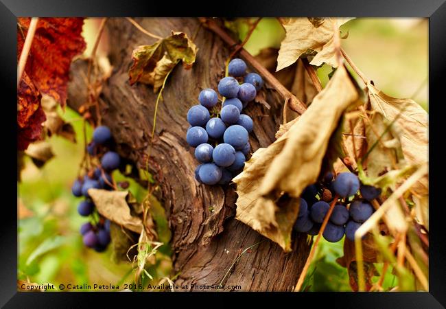 Blue grapes on a vine, closeup Framed Print by Ragnar Lothbrok