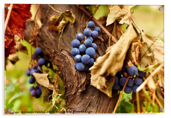 Blue grapes on a vine, closeup Acrylic by Ragnar Lothbrok