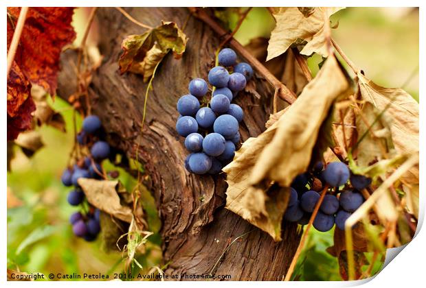 Blue grapes on a vine, closeup Print by Ragnar Lothbrok