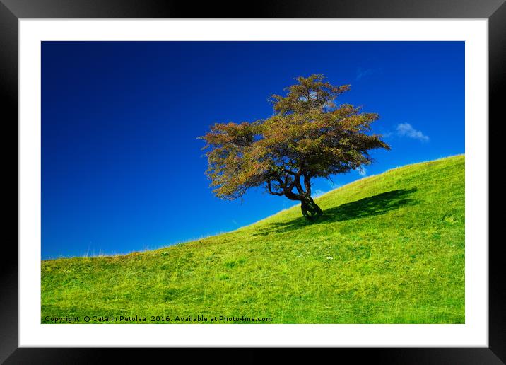 Single tree on a grassfield Framed Mounted Print by Ragnar Lothbrok