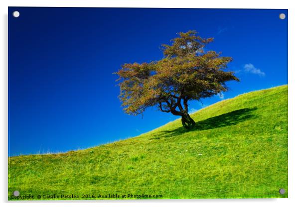 Single tree on a grassfield Acrylic by Ragnar Lothbrok