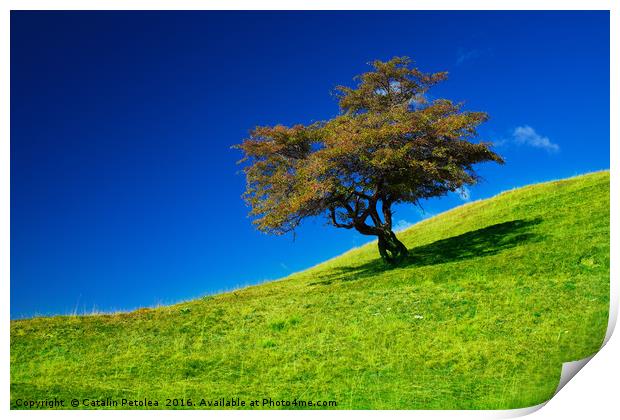 Single tree on a grassfield Print by Ragnar Lothbrok