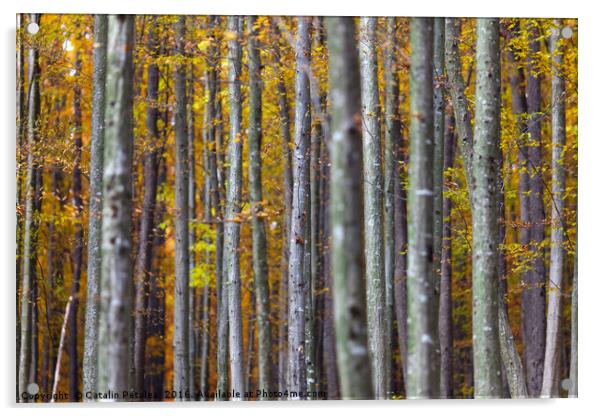 Colorful autumnal landscape Acrylic by Ragnar Lothbrok