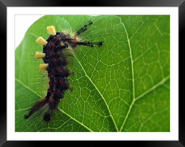 Caterpillar Framed Mounted Print by Donna Collett