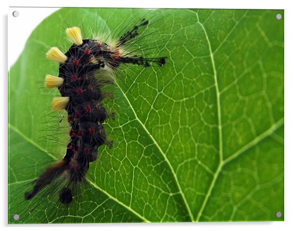 Caterpillar Acrylic by Donna Collett