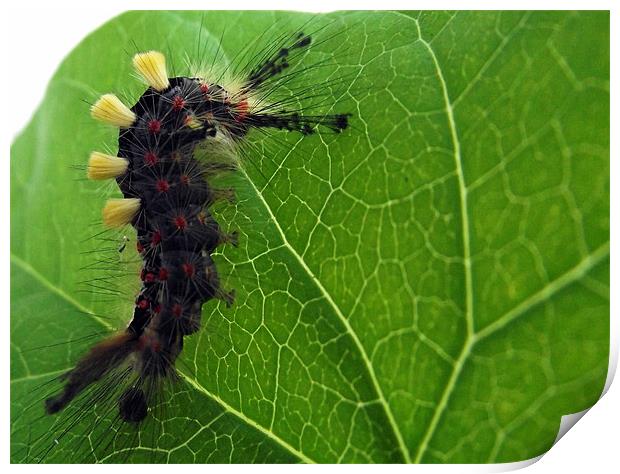 Caterpillar Print by Donna Collett