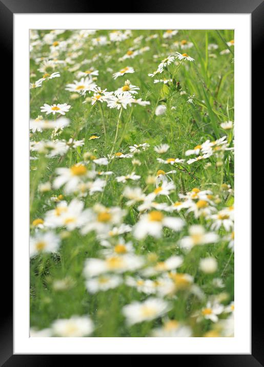 Daisy  Framed Mounted Print by bliss nayler