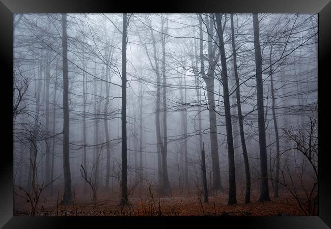 Spooky forest and mist Framed Print by Ragnar Lothbrok
