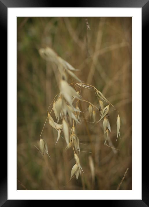 Wheat Framed Mounted Print by bliss nayler