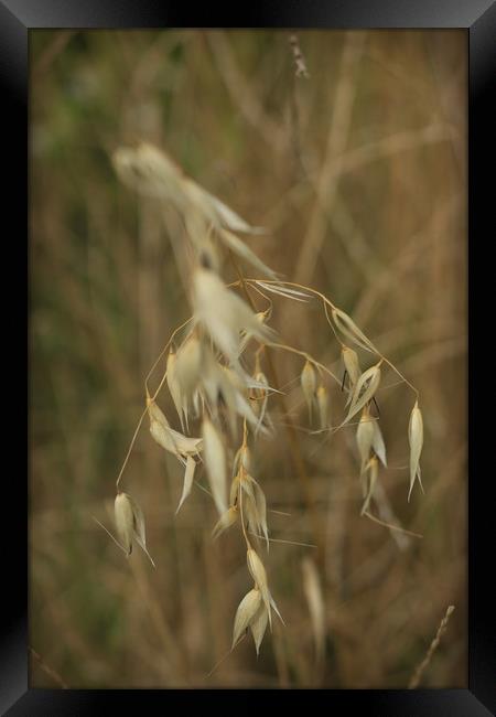 Wheat Framed Print by bliss nayler