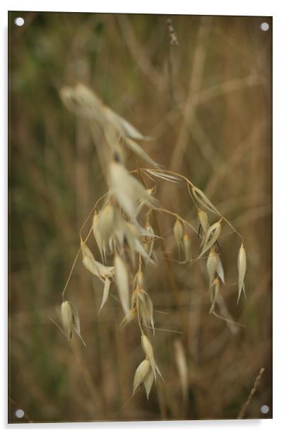 Wheat Acrylic by bliss nayler