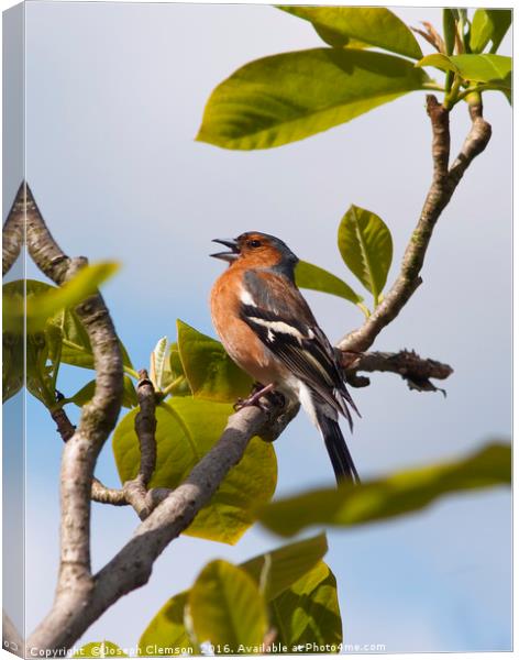 Male chaffinch on tree singing Canvas Print by Joseph Clemson
