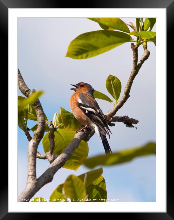 Male chaffinch on tree singing Framed Mounted Print by Joseph Clemson