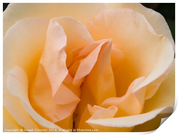 Peach coloured rose petals Print by Joseph Clemson