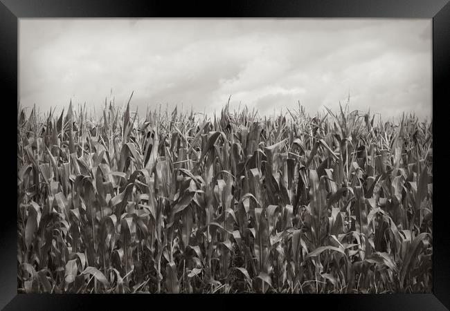 Corn Fields Framed Print by bliss nayler