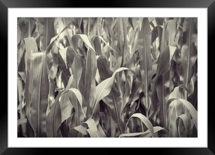 Corn Framed Mounted Print by bliss nayler