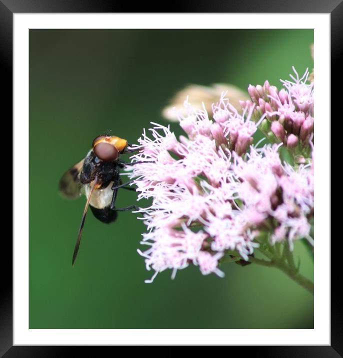 collecting pollen  Framed Mounted Print by kerry marie