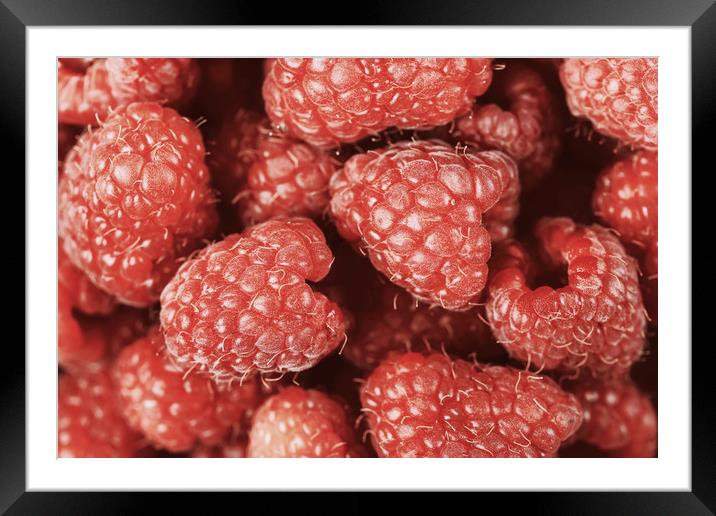Red Raspberry Fruits Framed Mounted Print by Radu Bercan