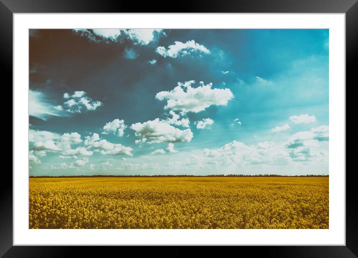 Yellow Rapeseed Flowers Field With Blue Sky Framed Mounted Print by Radu Bercan