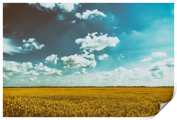 Yellow Rapeseed Flowers Field With Blue Sky Print by Radu Bercan