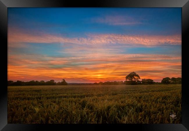 Majestic Sunset over Cleadon Cornfields Framed Print by andrew blakey