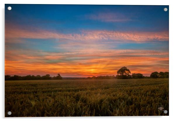 Majestic Sunset over Cleadon Cornfields Acrylic by andrew blakey