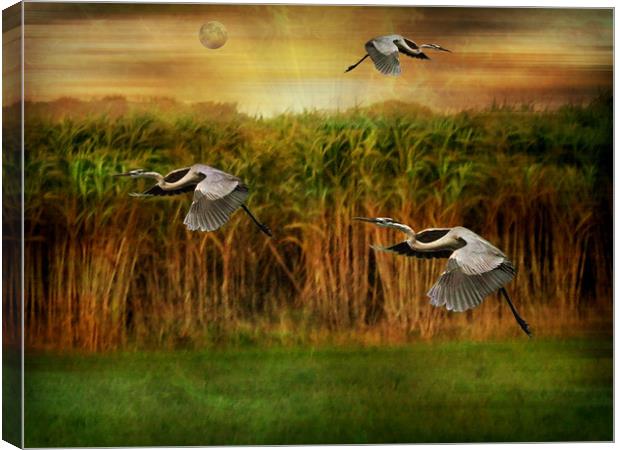 Dance of the Herons. Canvas Print by Heather Goodwin