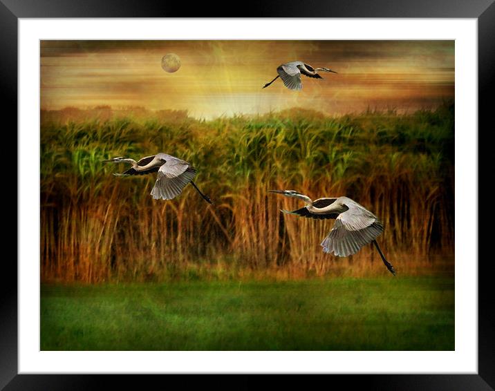Dance of the Herons. Framed Mounted Print by Heather Goodwin