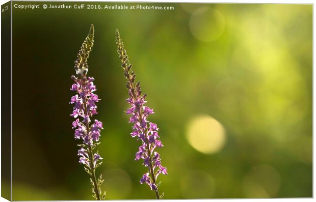 Foxgloves backlit by the late afternoon sun. Canvas Print by Jonathon Cuff