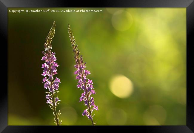 Foxgloves backlit by the late afternoon sun. Framed Print by Jonathon Cuff
