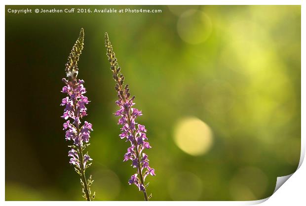 Foxgloves backlit by the late afternoon sun. Print by Jonathon Cuff