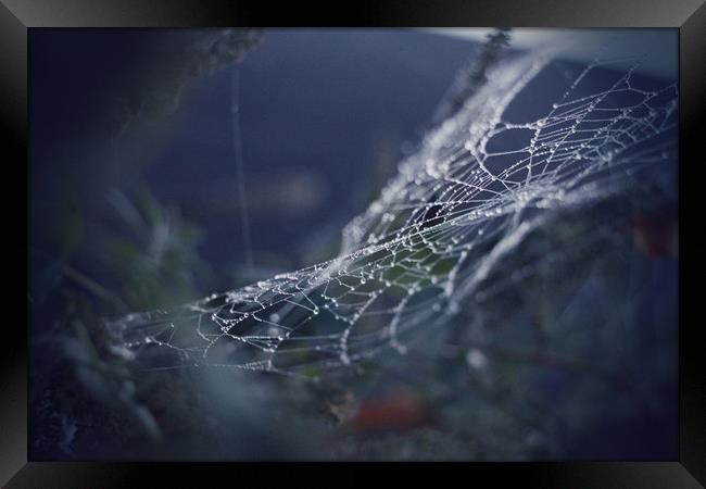 Spider Web Framed Print by bliss nayler