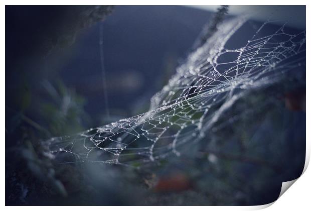 Spider Web Print by bliss nayler