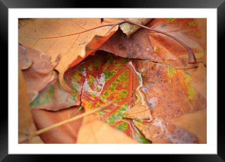 Autumn Leaves Framed Mounted Print by bliss nayler