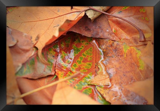 Autumn Leaves Framed Print by bliss nayler